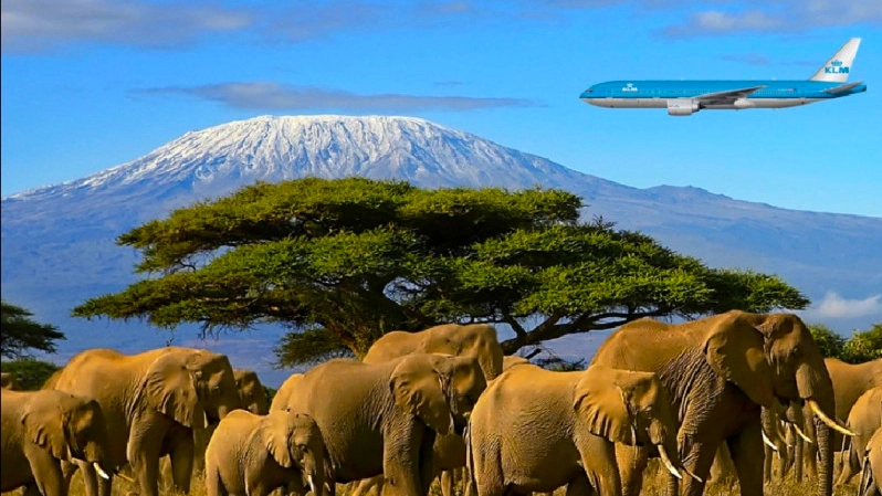 7 Day Climb Kilimanjaro Machame Route and 4 Day Tanzania Safari Tarangire, Serengeti and Ngorongoro Crater Are most best experiance for 11 Days.