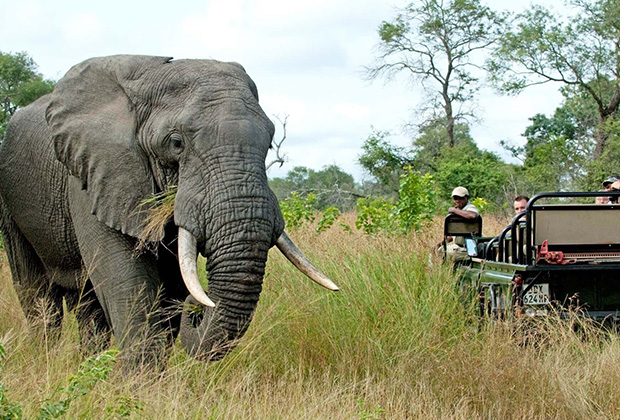 This Southern circuit safari to Selous Game Reserve, Mikumi National Park, Ruaha National Park, the Udzungwa Mountains National Park & Kitulo National Park, takes you to the most amazing places. In these four parks, all with their special atmosphere, you will meet hippos, crocodiles, lions, giraffes and many more walking around in the breathtaking scenery that is so typical for Tanzania