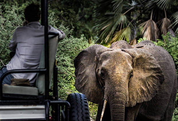 The safari starts with a short flight early in the morning from the Island of Zanzibar to Dar es Salaam where your safari guide will be ready and waiting to drive you to Mikumi National Park as early as possible in order to beat the traffic of Dar es Salaam