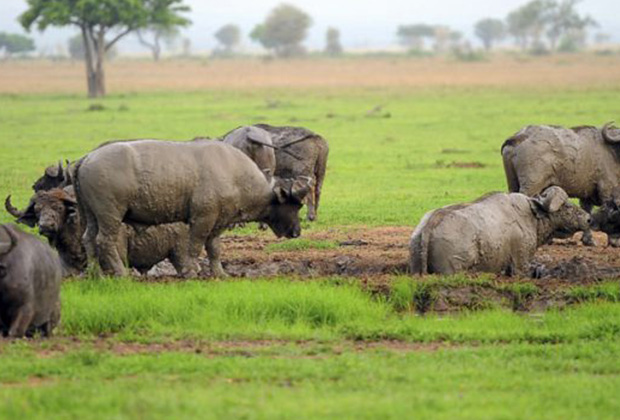 03 Days Mikumi Safari from Zanzibar Island – Perfect for the traveler who is at Zanzibar enjoying the white sandy beaches of the Spice Island, this safari to Mikumi can take as few as 3 days and 2 nights as per the itinerary that we have listed here below.