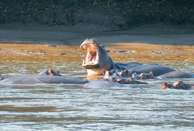 Saadani, with its unique location on the Indian Ocean, provides the opportunity for game viewing and birdlife at the same time as enjoying fabulous white-sand beaches – perhaps you’ll be lucky and see an elephant cavorting in the waves! You’ll arrive in time for lunch