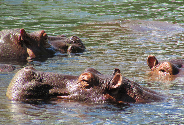 The Selous Game Reserve is a protected area in southern Tanzania. It covers a total area of 50,000 km² and has additional buffer zones. It was designated a UNESCO World Heritage Site in 1982 due to its wildlife diversity and undisturbed nature.