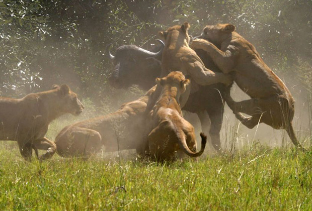 Ruaha National Park, the less visited South, lies deep in the South with its striking, rugged landscapes and abundant wildlife..