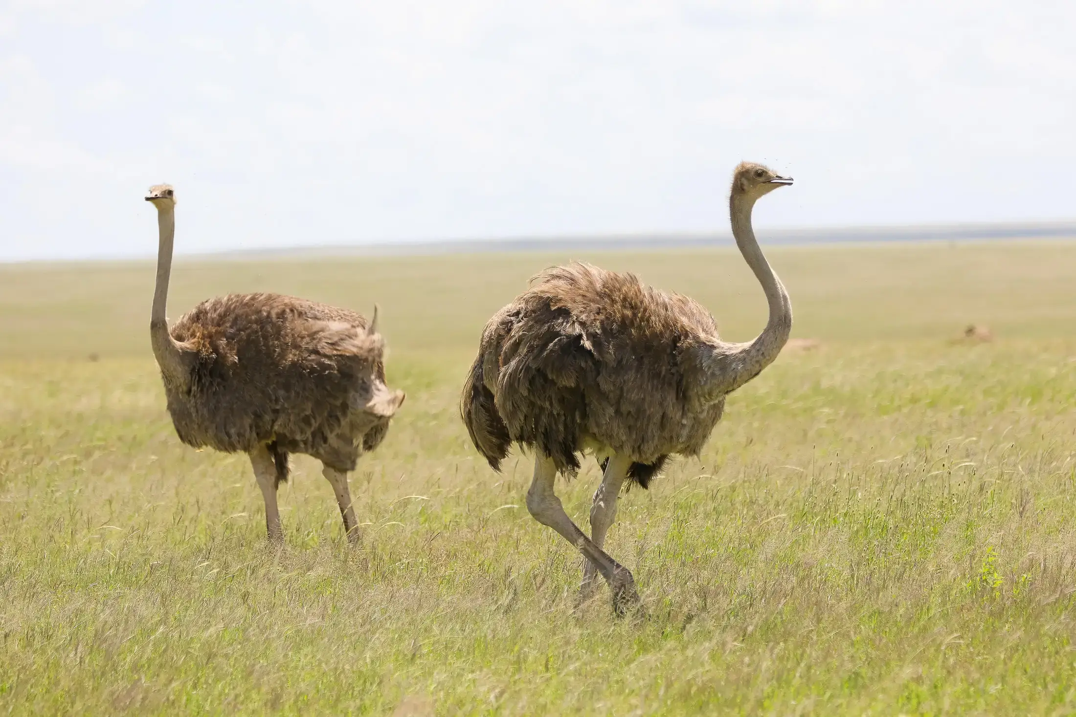 Six day luxury Tanzania safari