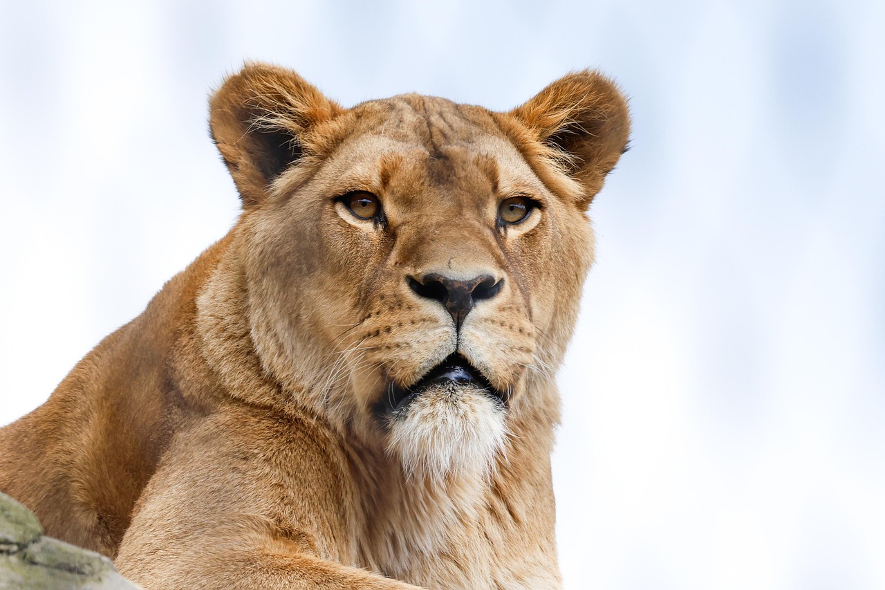 Luxury Serengeti migration safari