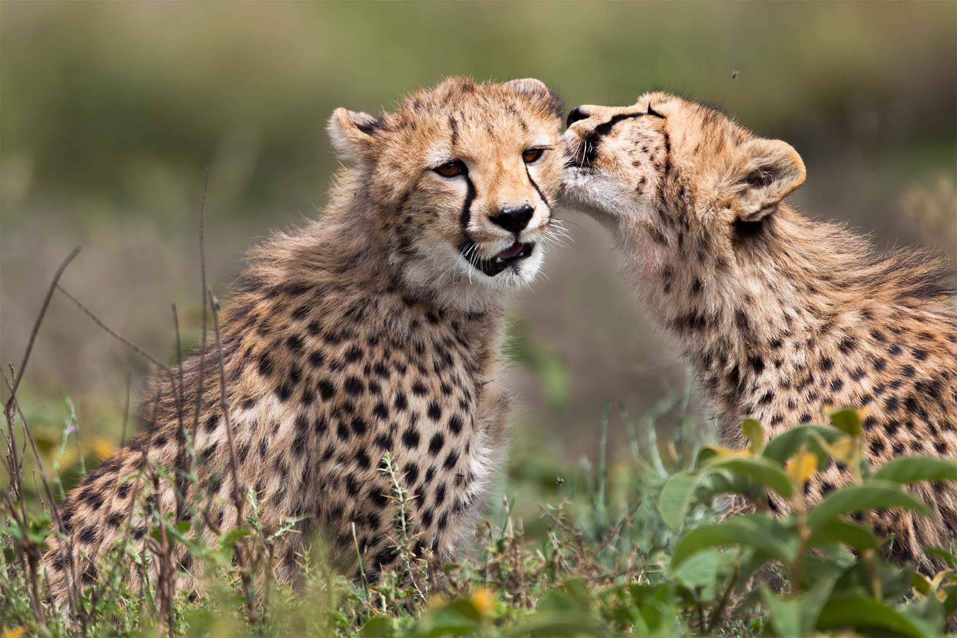 Romantic Serengeti balloon safari
