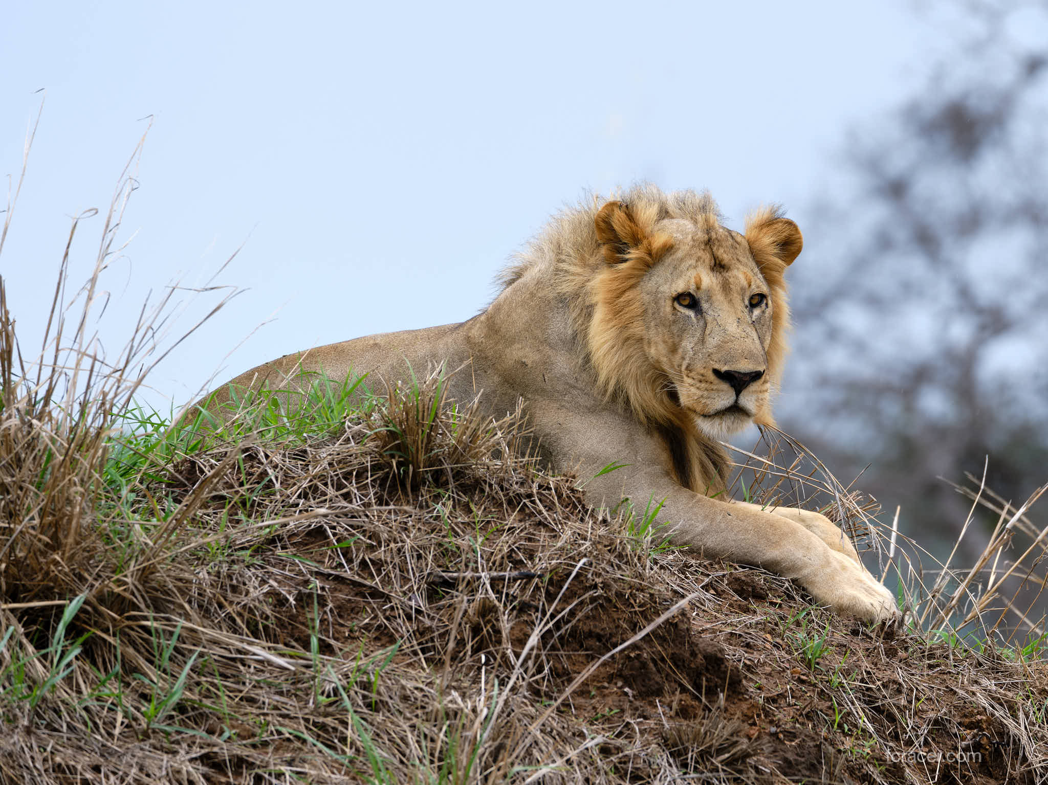 Mikumi National Park