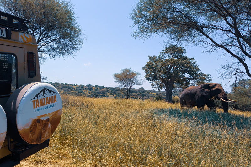 Safari Lion