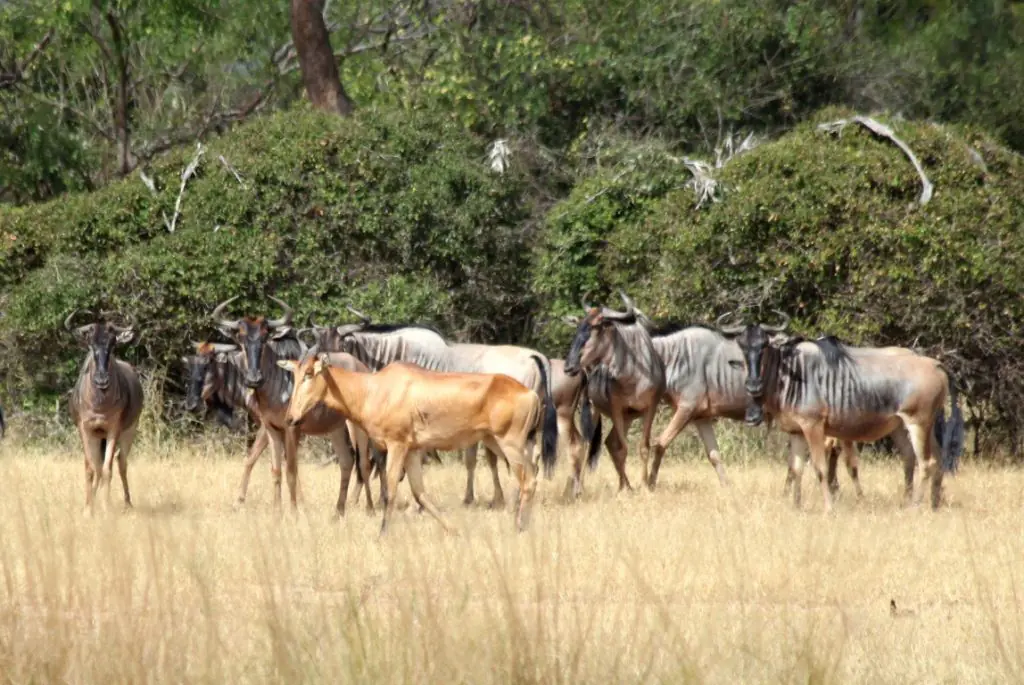 4-Day Selous Wildlife Safari
