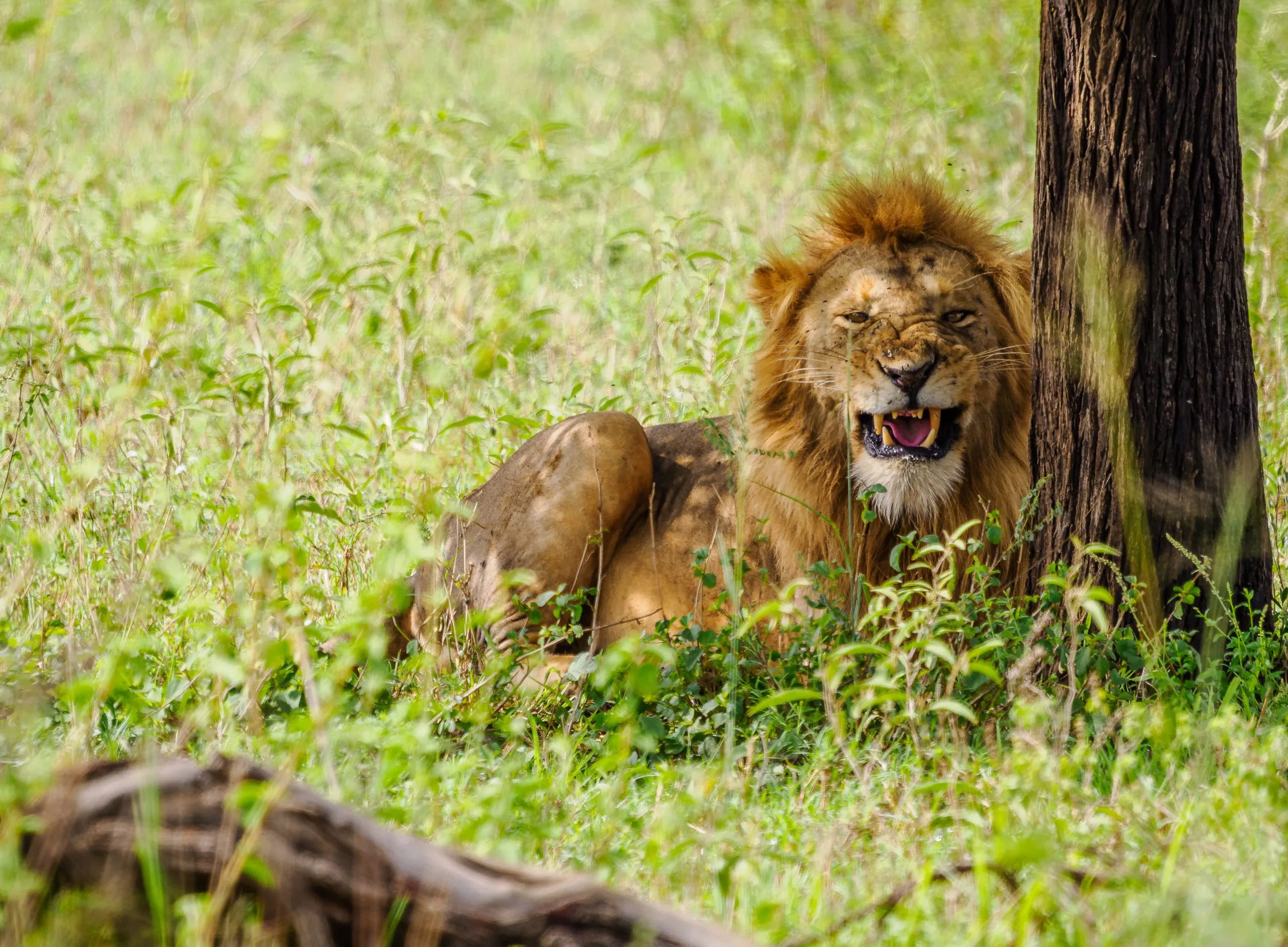 Nyerere, Ruaha and southern Tanzania