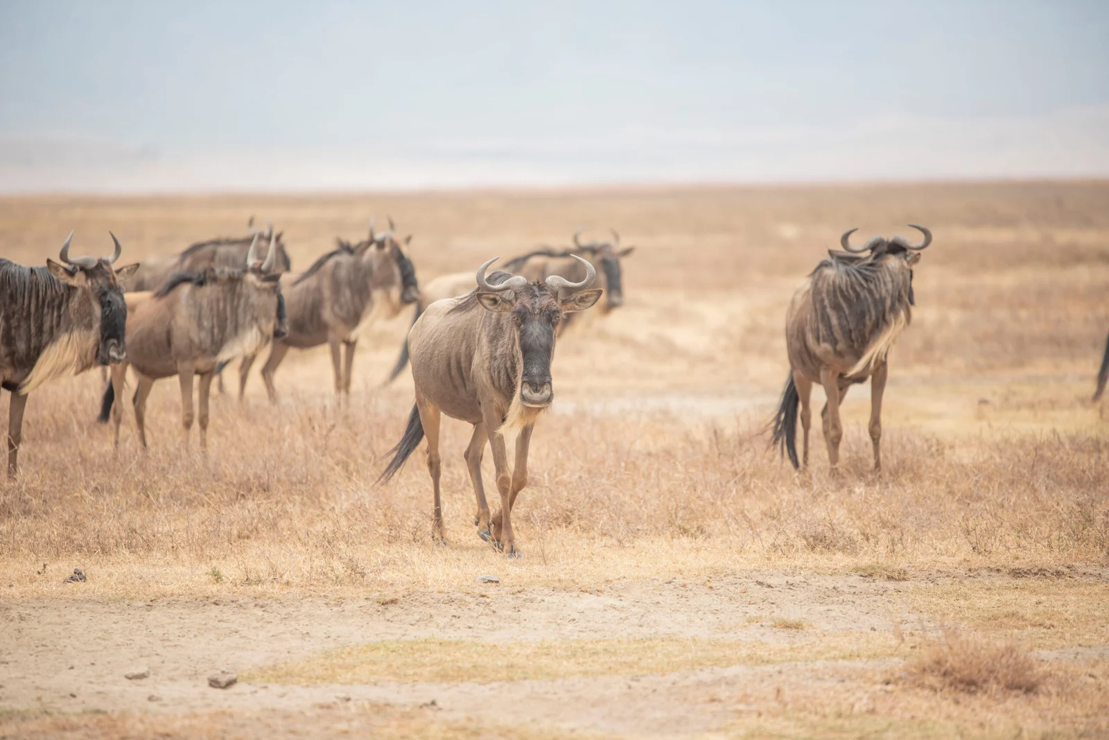 Understand the moving migration