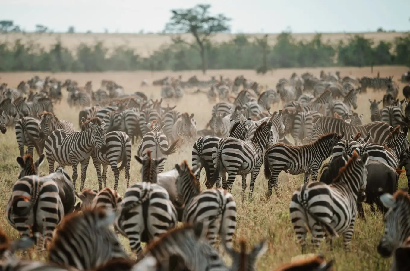 Central Serengeti as a flexible base