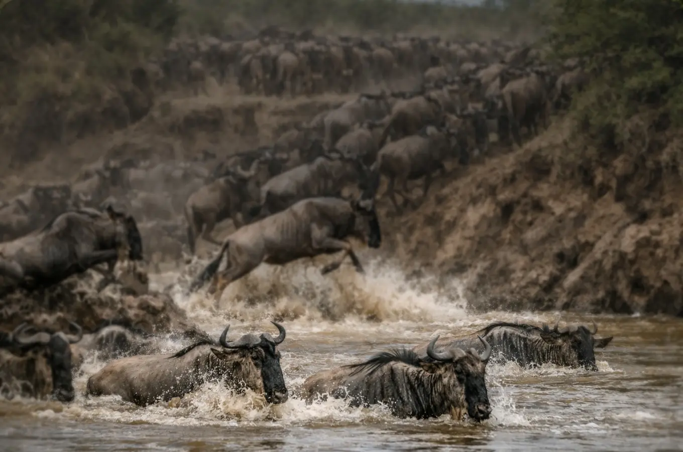 What a Mara River crossing safari really involves
