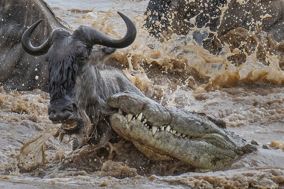 Mara River crossings cannot be scheduled