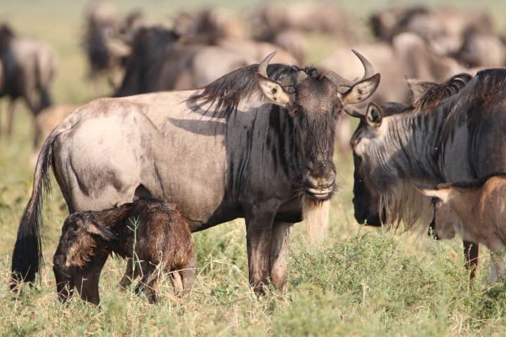 Predators and the broader wildlife story