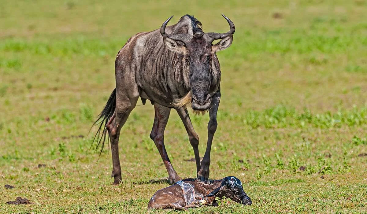 Combining Ndutu with Serengeti