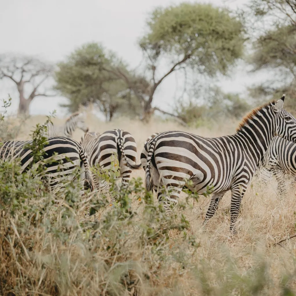 Start your safari from the island