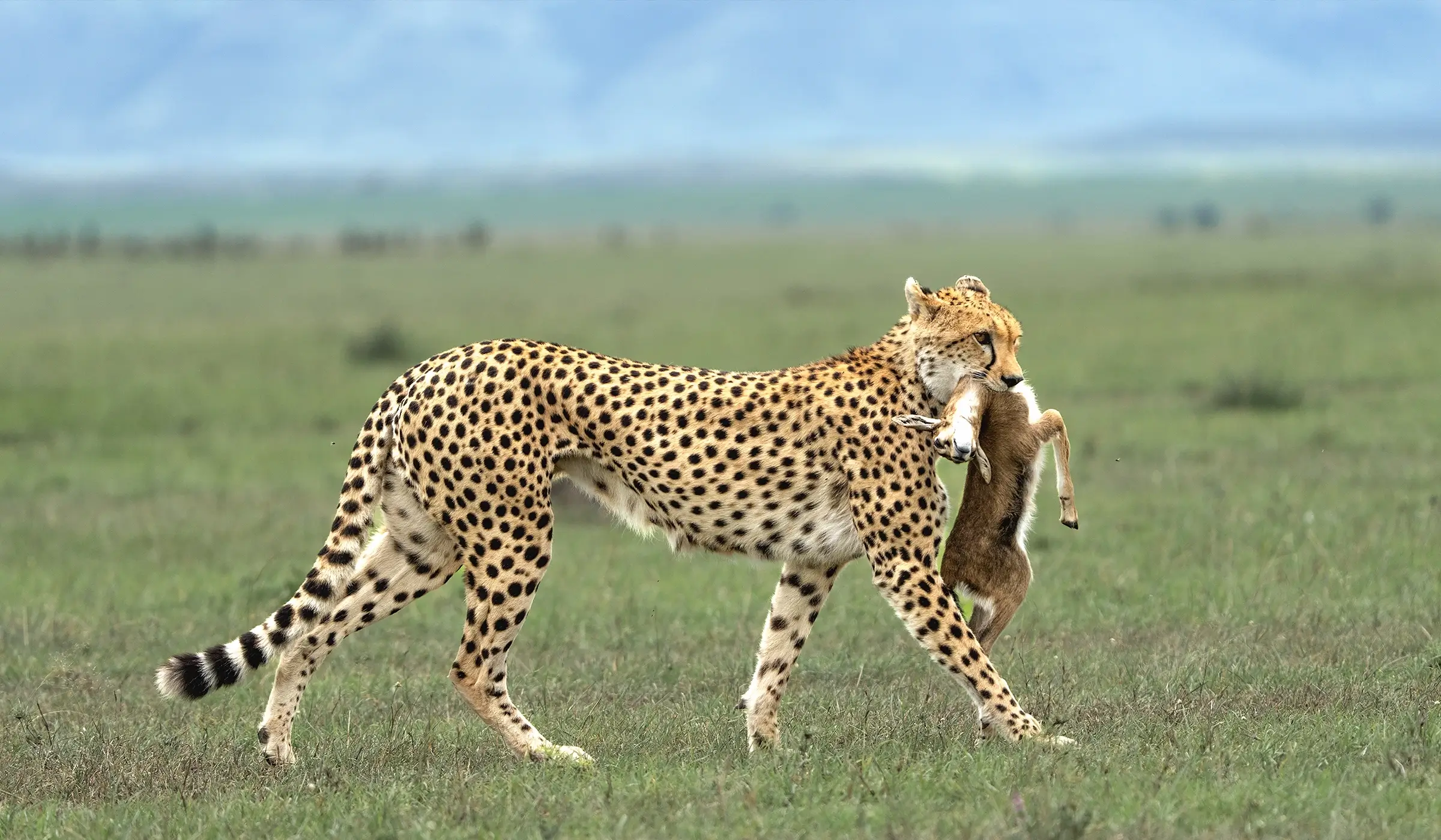 Serengeti fly-in safari from Zanzibar