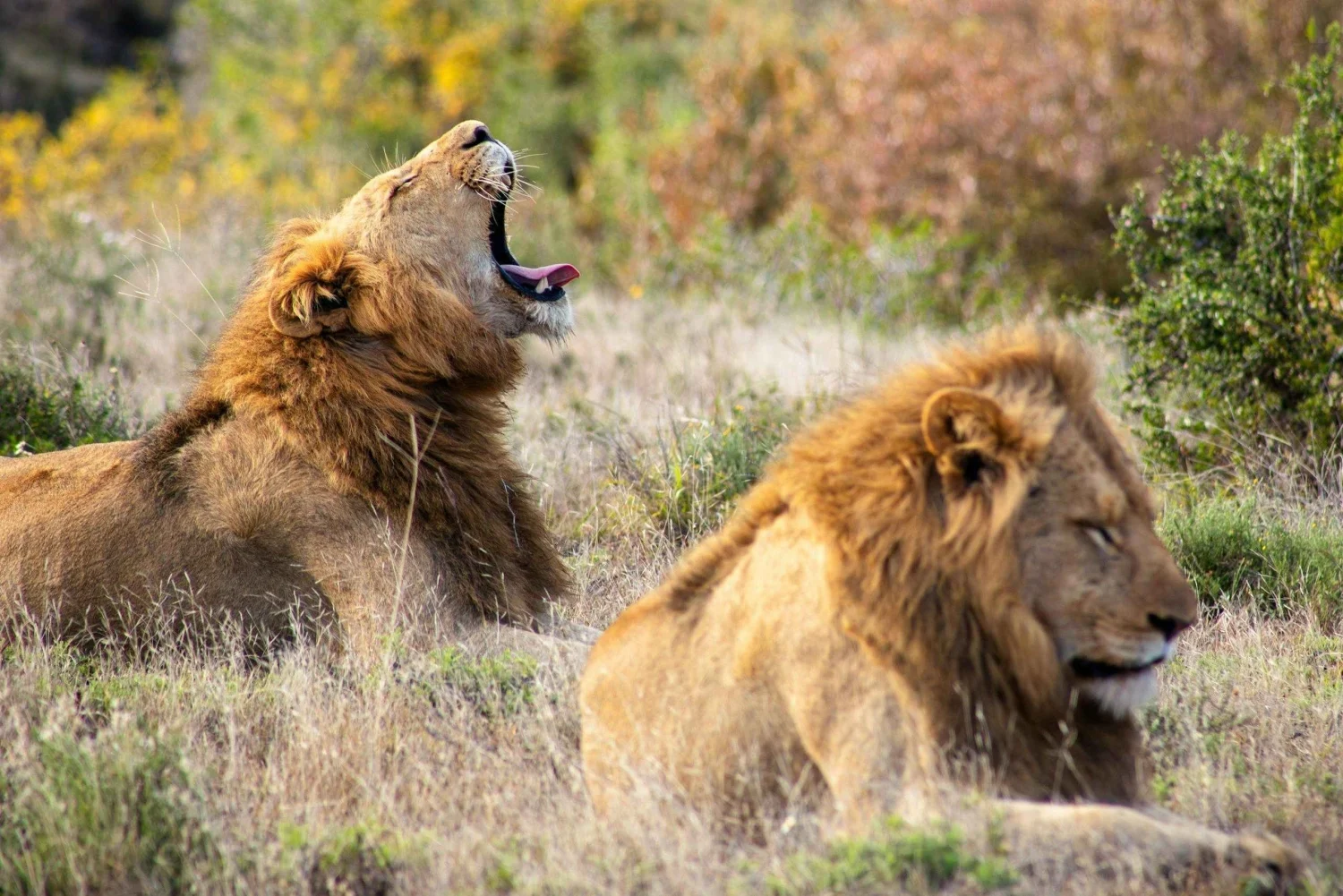 Find the right Serengeti area