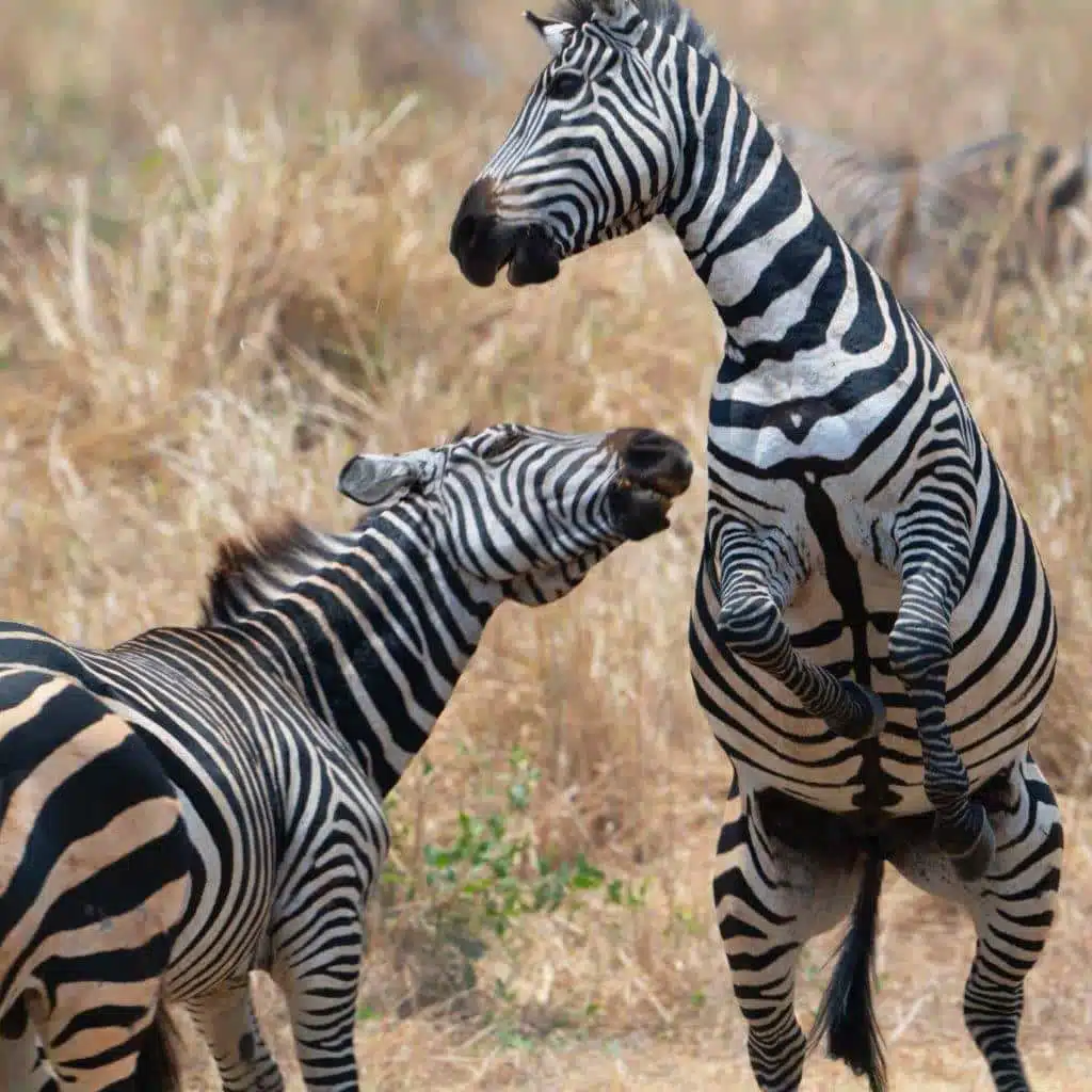 Combine Serengeti with Ngorongoro