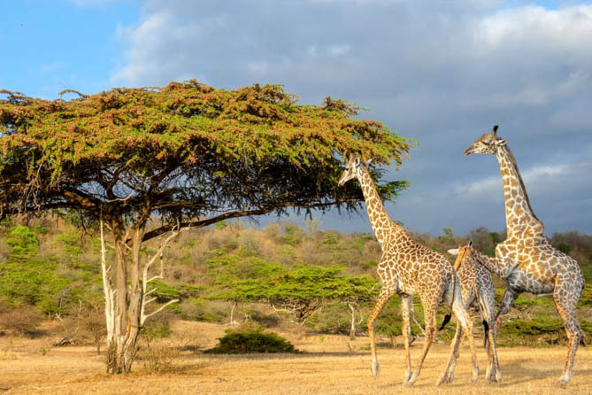 2-Day Nyerere Fly-In Safari