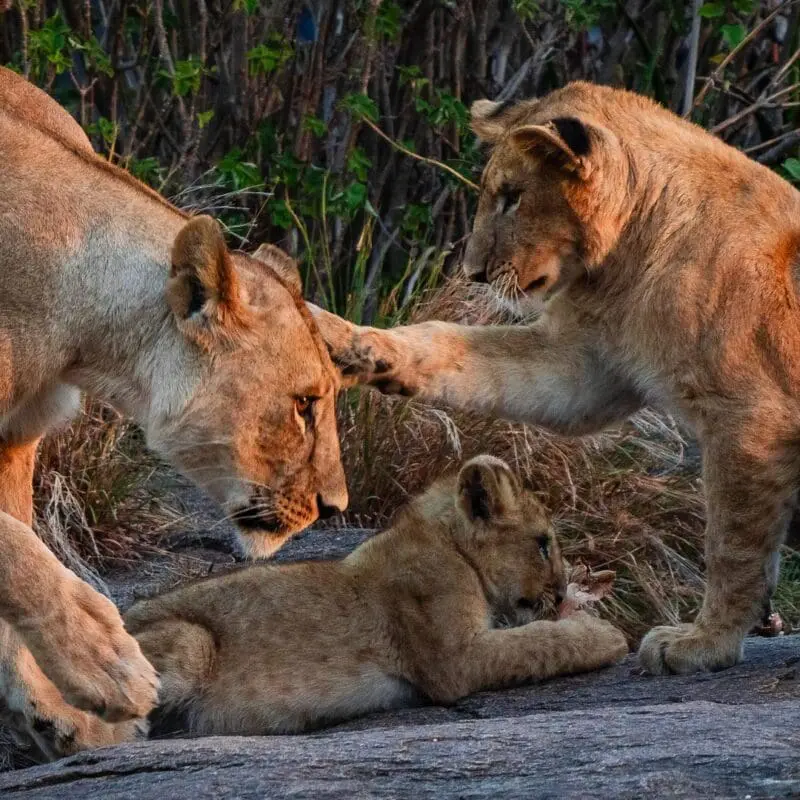 3-Day Selous Safari from Zanzibar