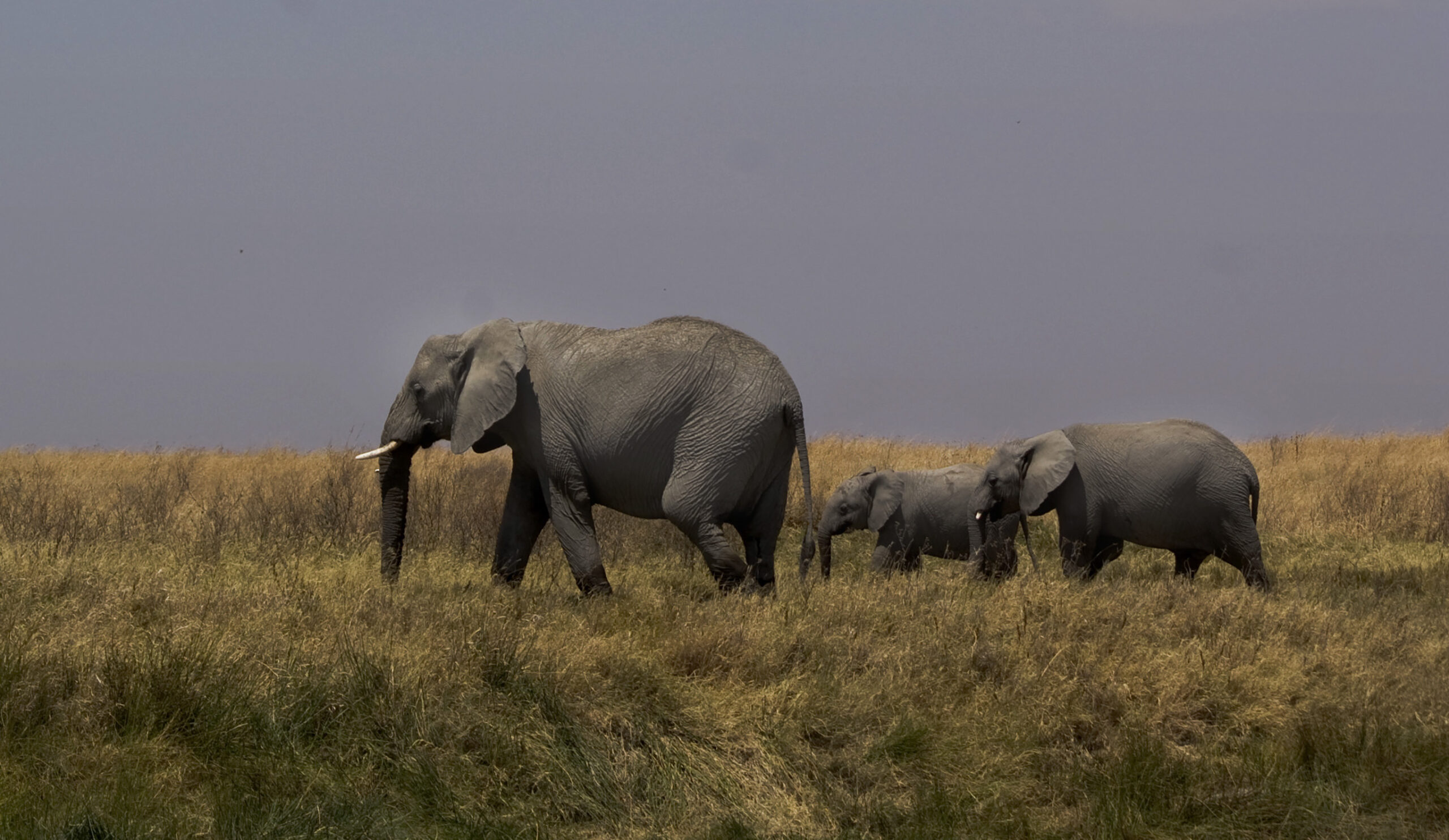 1-Day Selous Safari from Zanzibar