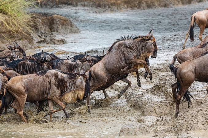 Great Migration and seasonal planning