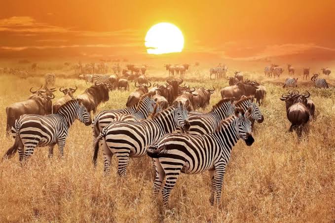 Central Serengeti and year-round wildlife
