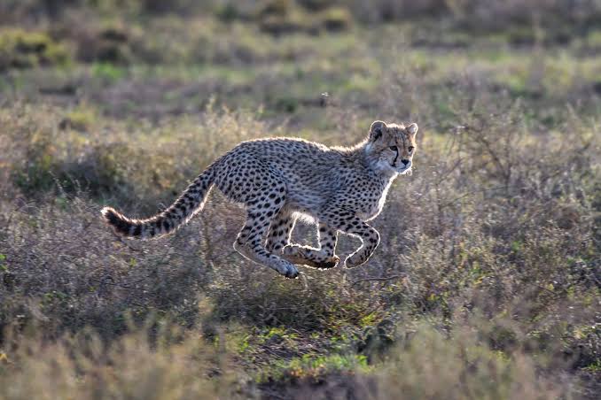 Southern Serengeti and the Ndutu area