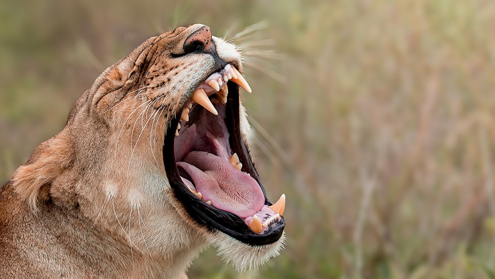 What the Big Five means on safari
