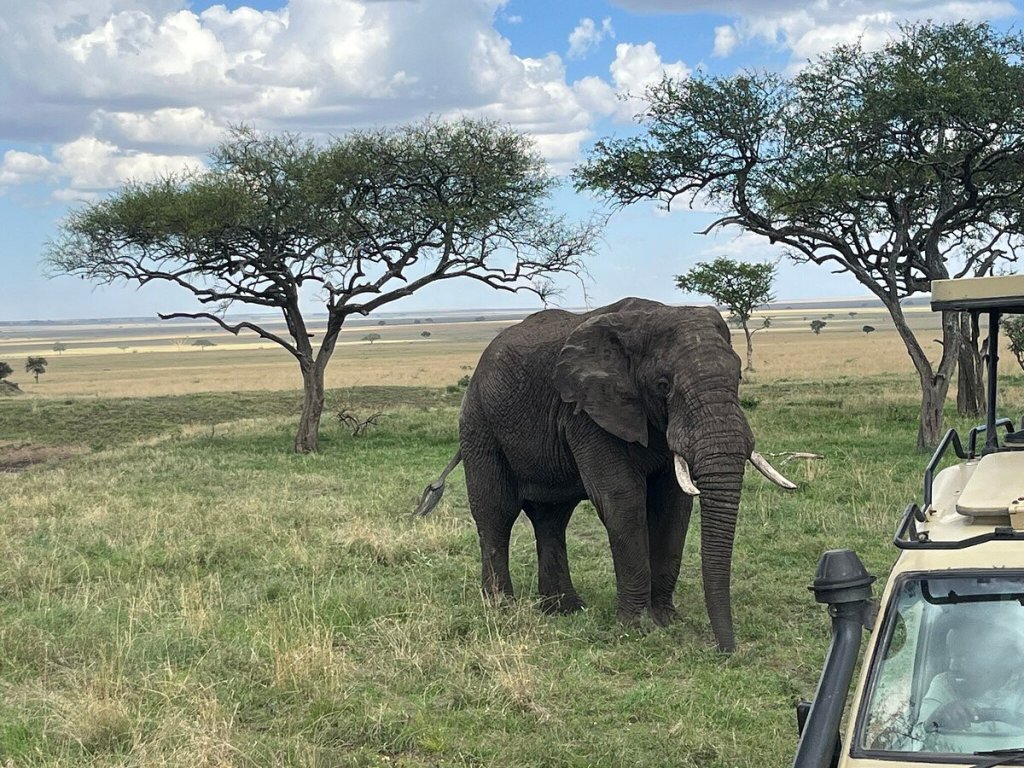 Serengeti wildlife and game drives