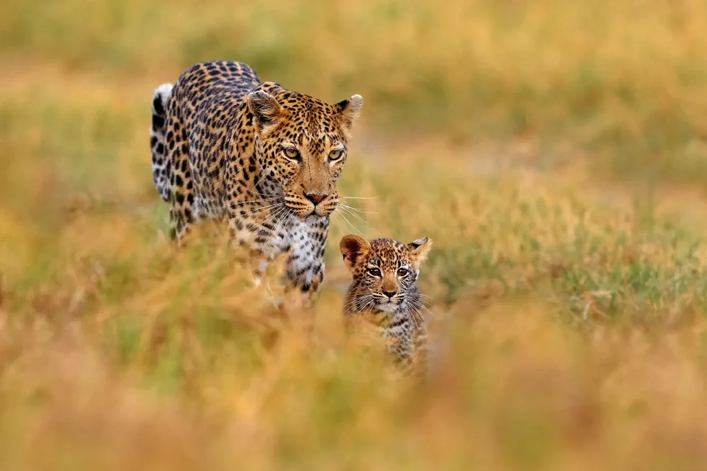 Seasonal wildlife beyond the five