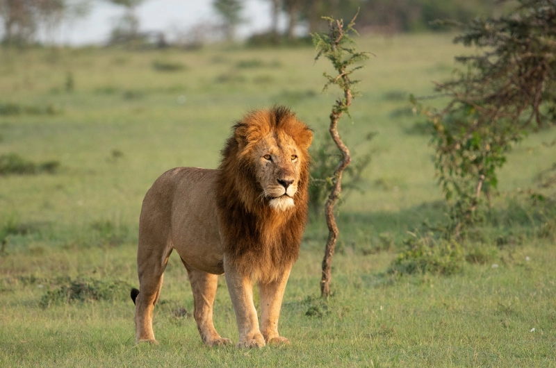 How a Tanzania joining safari works