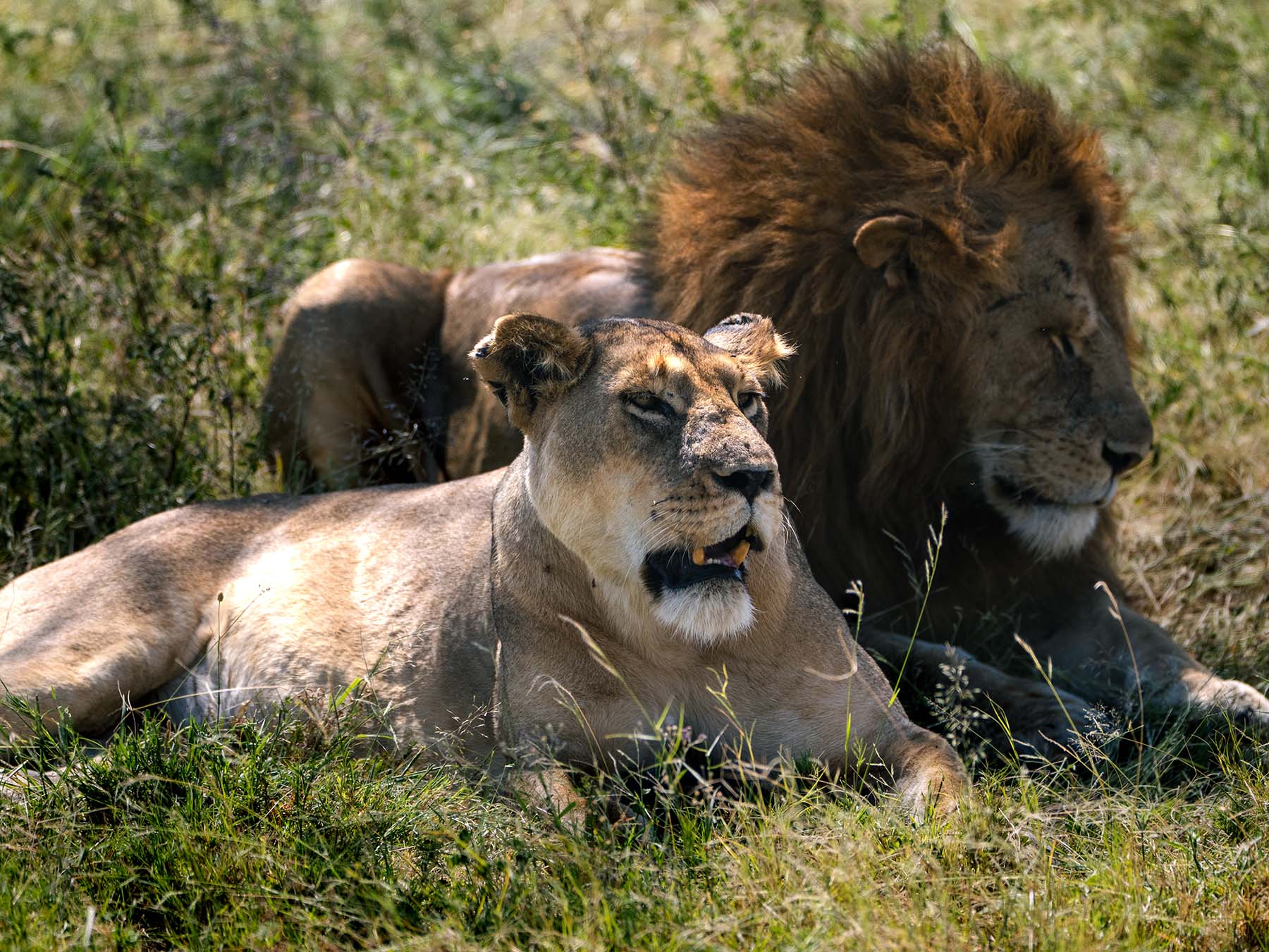 Serengeti game drives in Tanzania