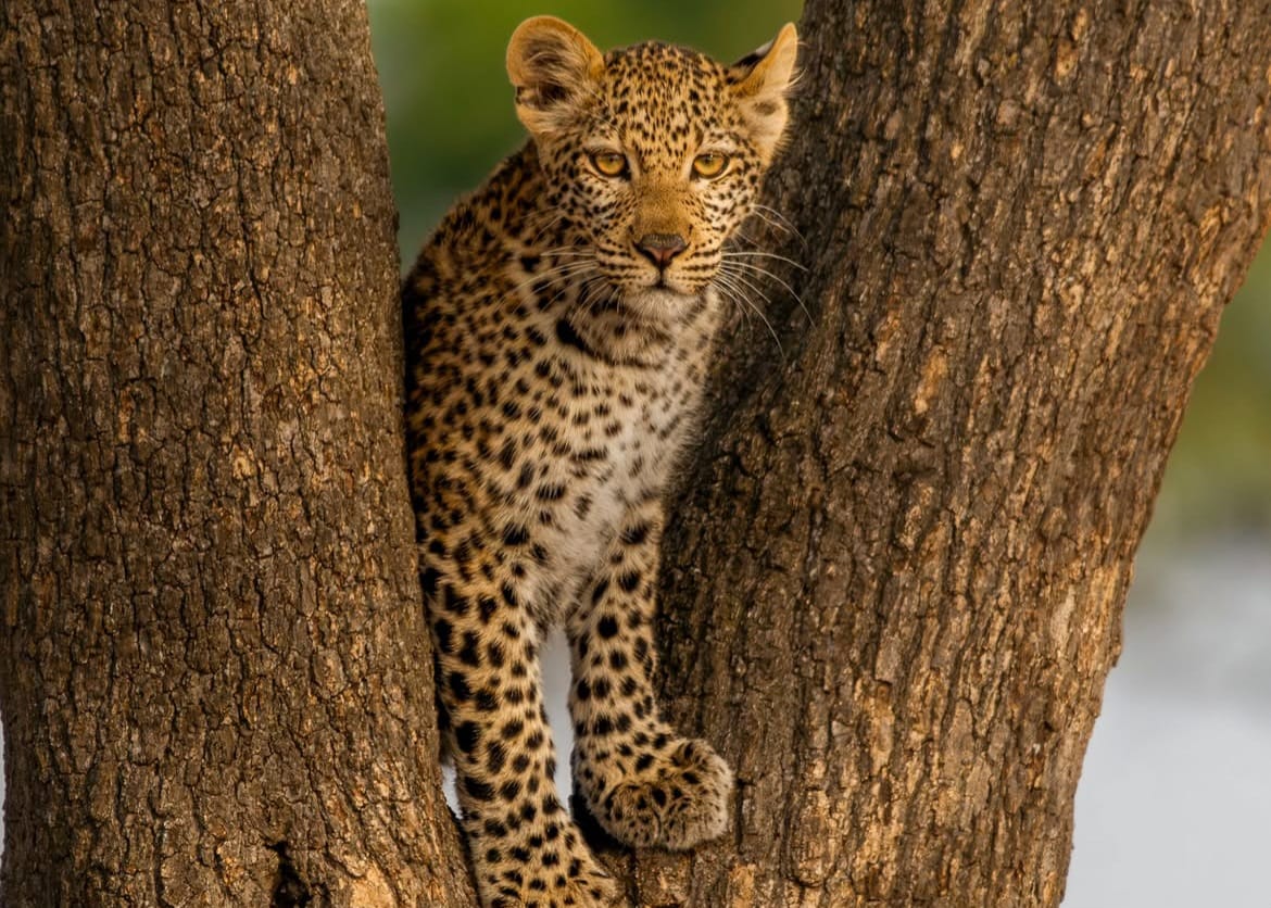 Ngorongoro Crater and Karatu in Tanzania