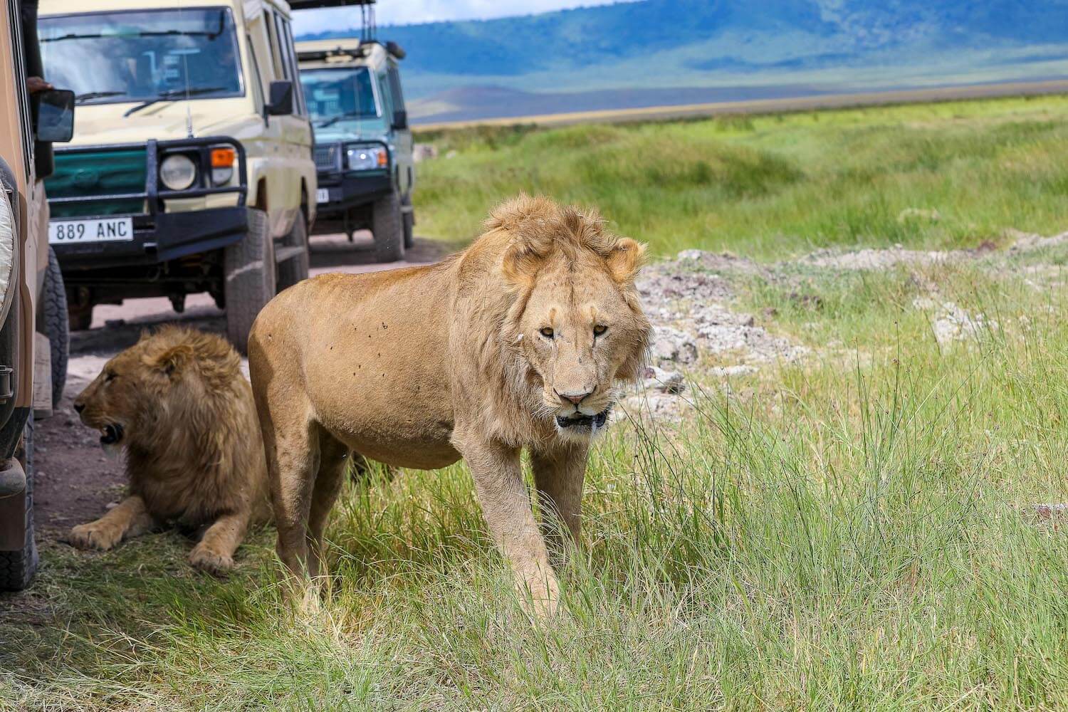 Private wildlife safari in Tanzania