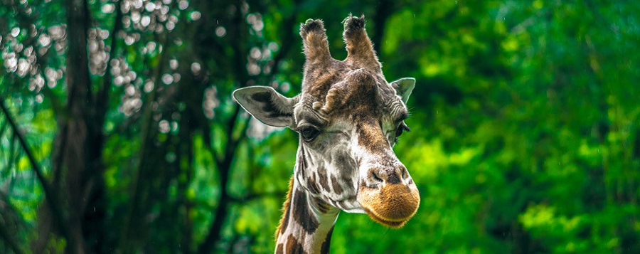 What a private Tanzania safari gives you