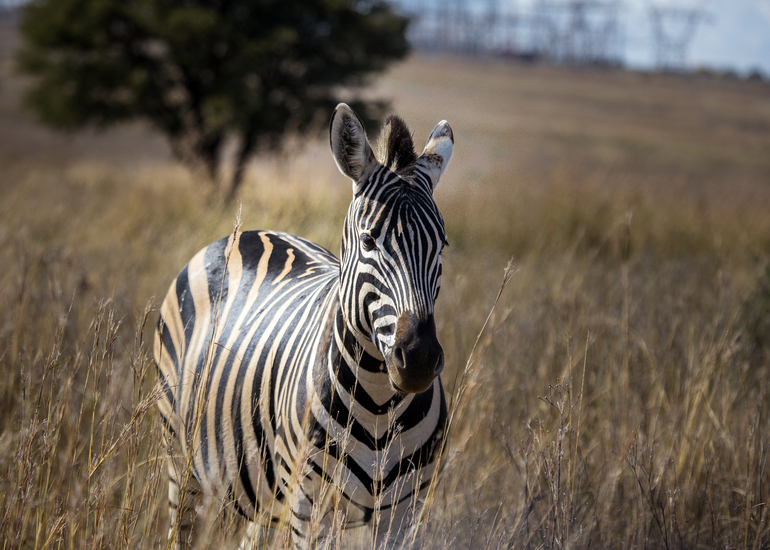 4-Day Ndutu Migration Safari