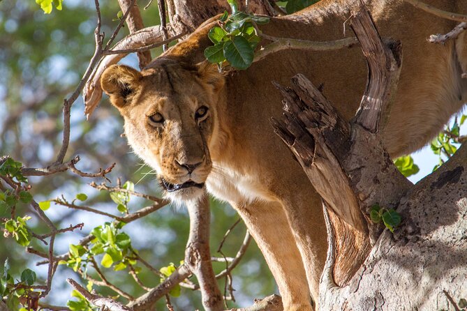 6-Day Tanzania Camping Safari