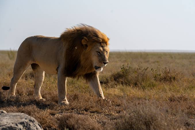 Explore Serengeti and seasonal wildlife