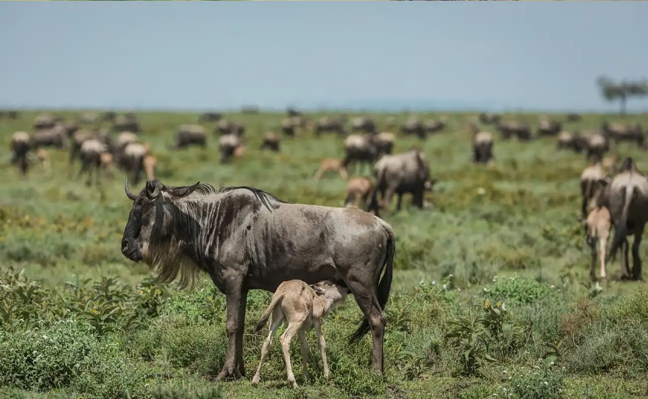 Private and joining group safari options