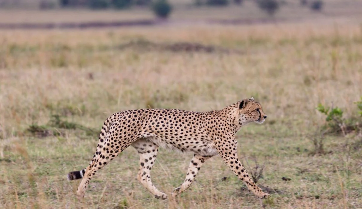Consider fly-in and southern safaris