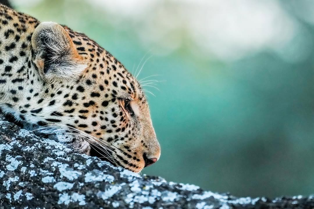 11-Day Tanzania Safari & Cultural Discovery