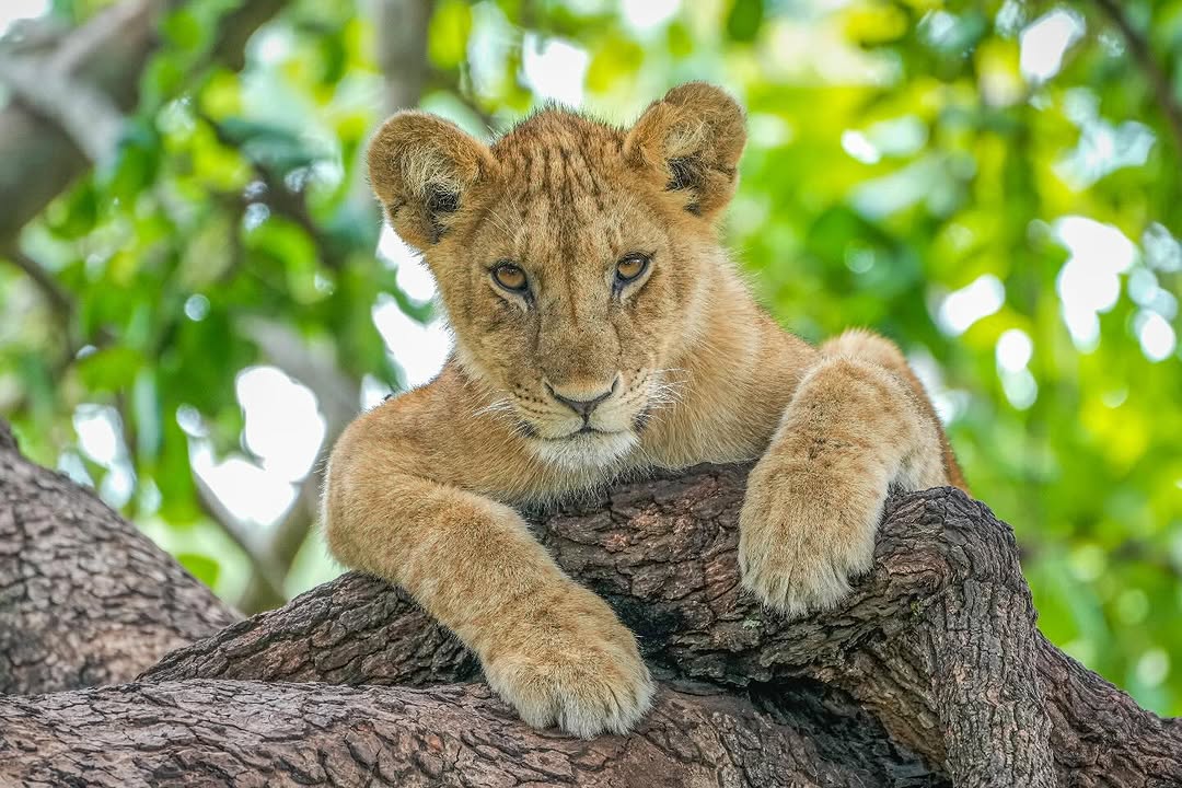 11-Day Tanzania Safari & Cultural Discovery