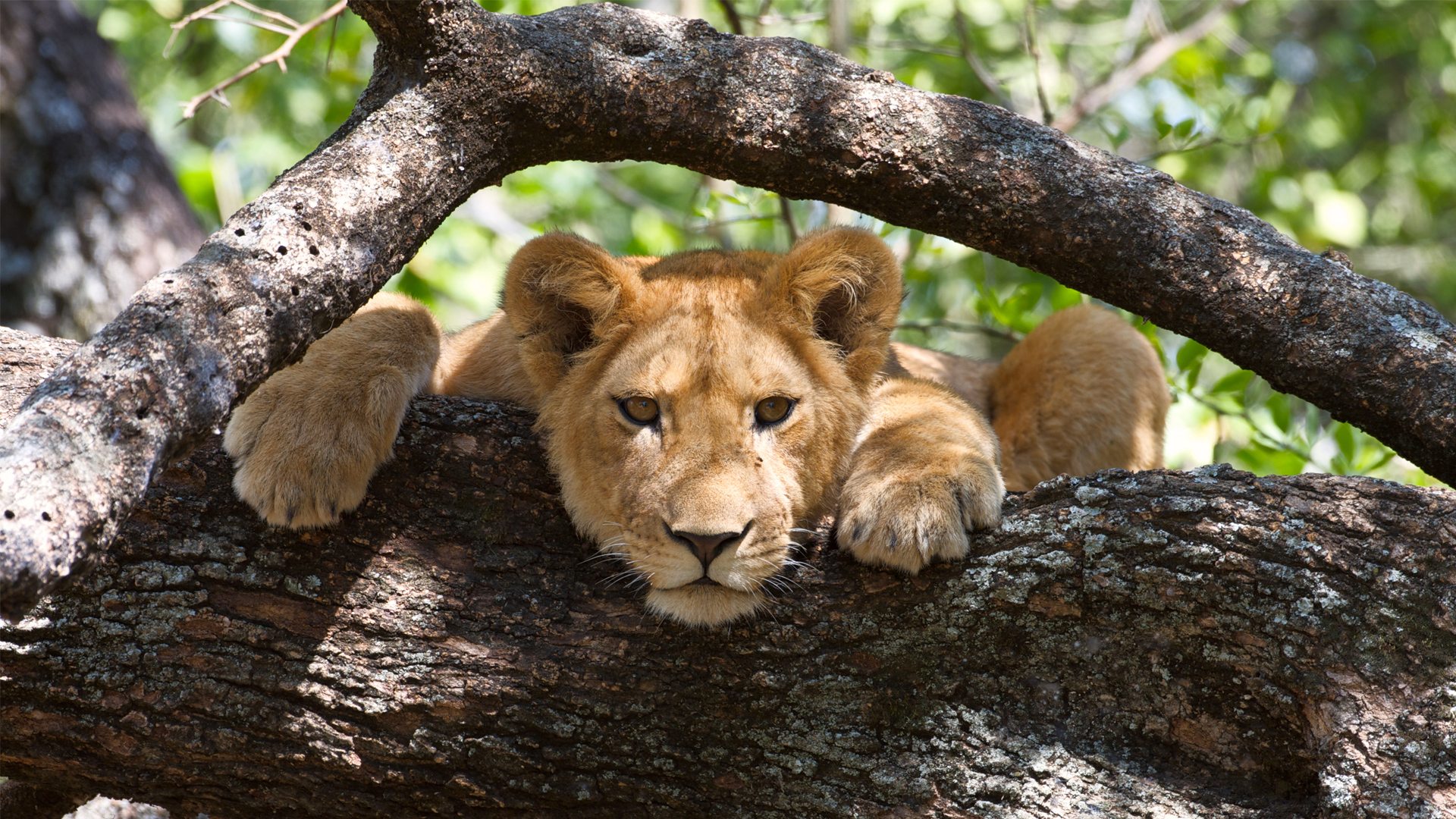 11-Day Tanzania Safari & Cultural Discovery