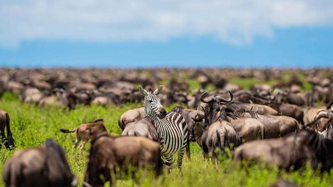 11-Day Tanzania Safari & Cultural Discovery