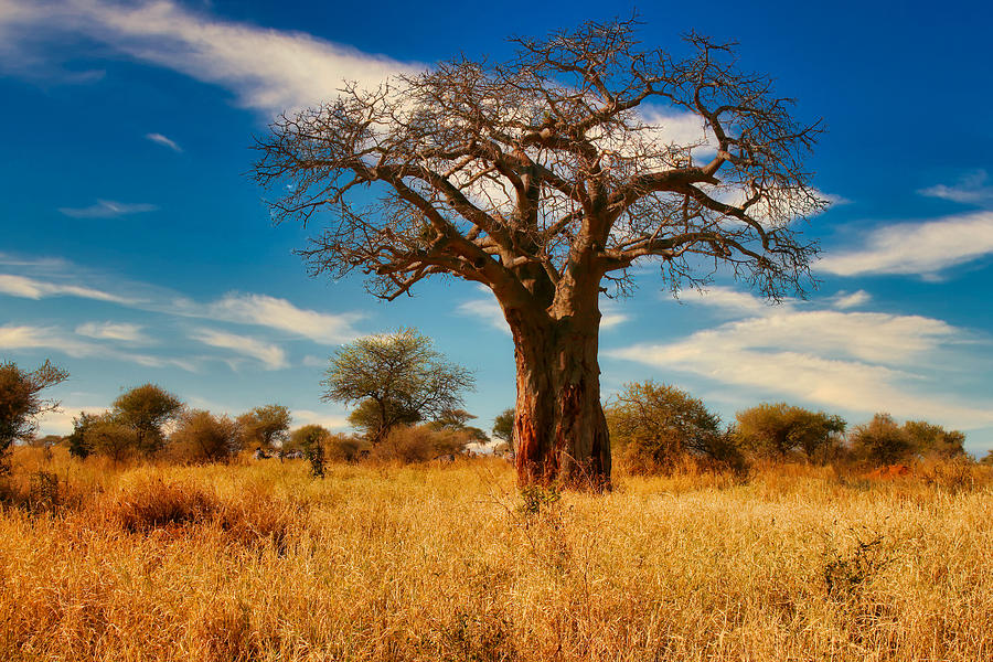 12-Day Tanzania Safari & Zanzibar Beach Holiday