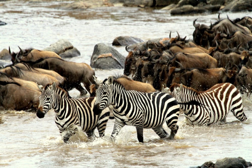 Exclusive 14-Day Tanzania Safari