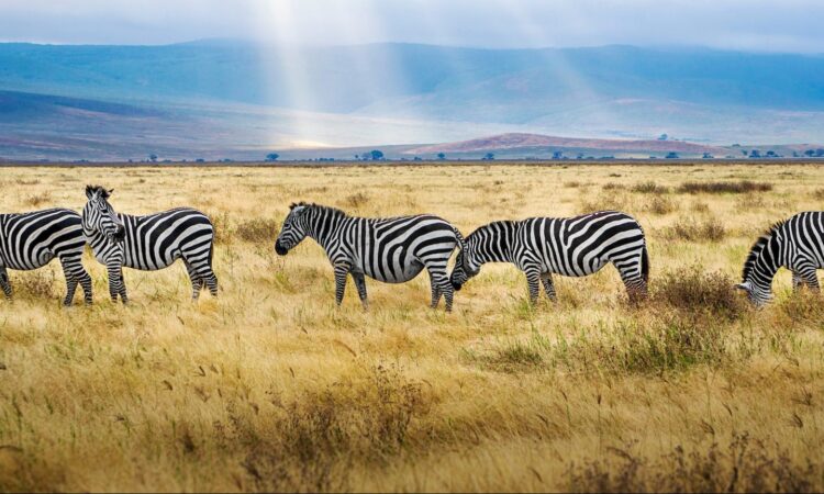 Kilimanjaro Luxury Climb + Wildlife Safari